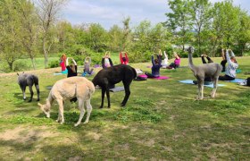 Alpaca meets yoga, © Nicole Wittmann