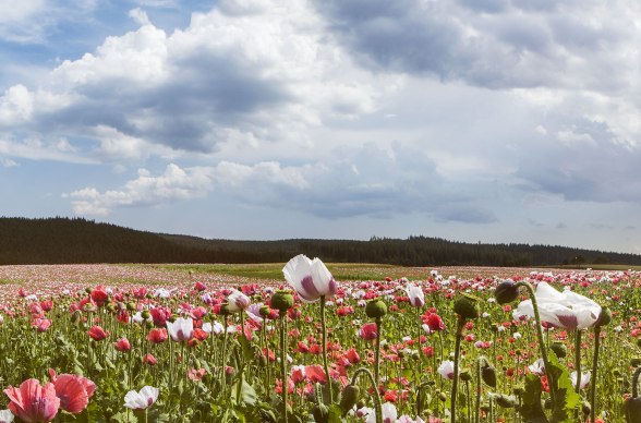 Waldviertel u makové vesnice Armschlagu, © Niederösterreich-Werbung/ M. Liebert