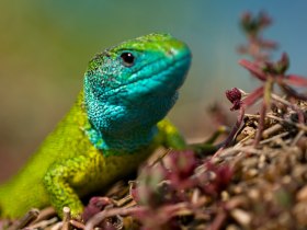 Smaragdeidechse, &copy; Waldviertel Tourismus