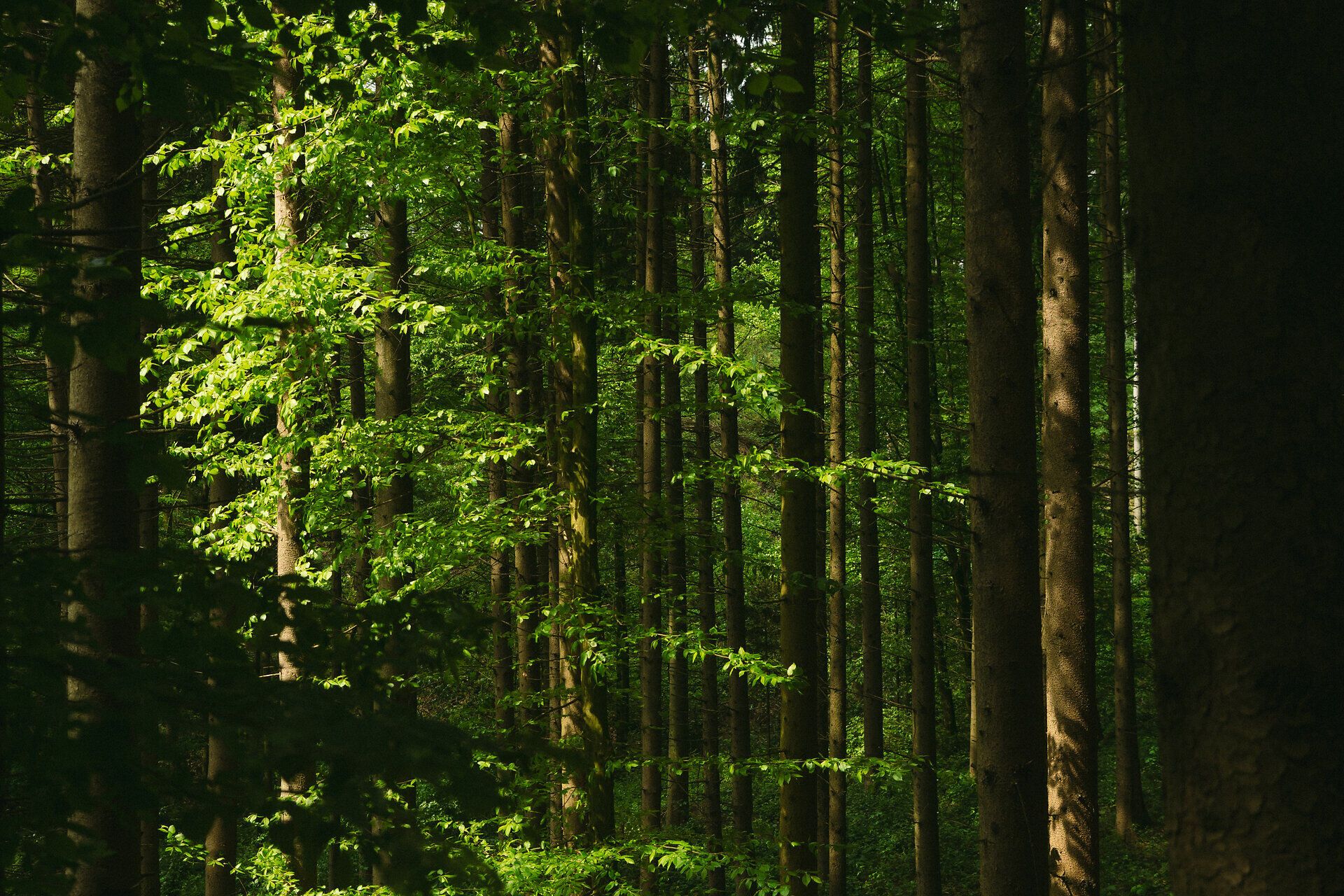 Jemný paprsek světla proniká skrz husté koruny listů a zalévá les kouzelnou zelenou barvou. Vysoké stromy se hrdě tyčí a zvou turisty, aby si vychutnali klid a krásu přírody. Zde, kde je vzduch čerstvý a čistý, se rozvíjí duše lesa.