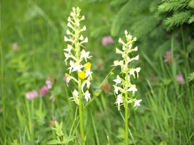Kr&auml;uterweg Nr. 54 Bad Traunstein, &copy; Marktgemeinde Bad Traunstein