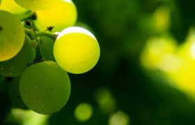 Quality viticulture Mantler, © Pixabay