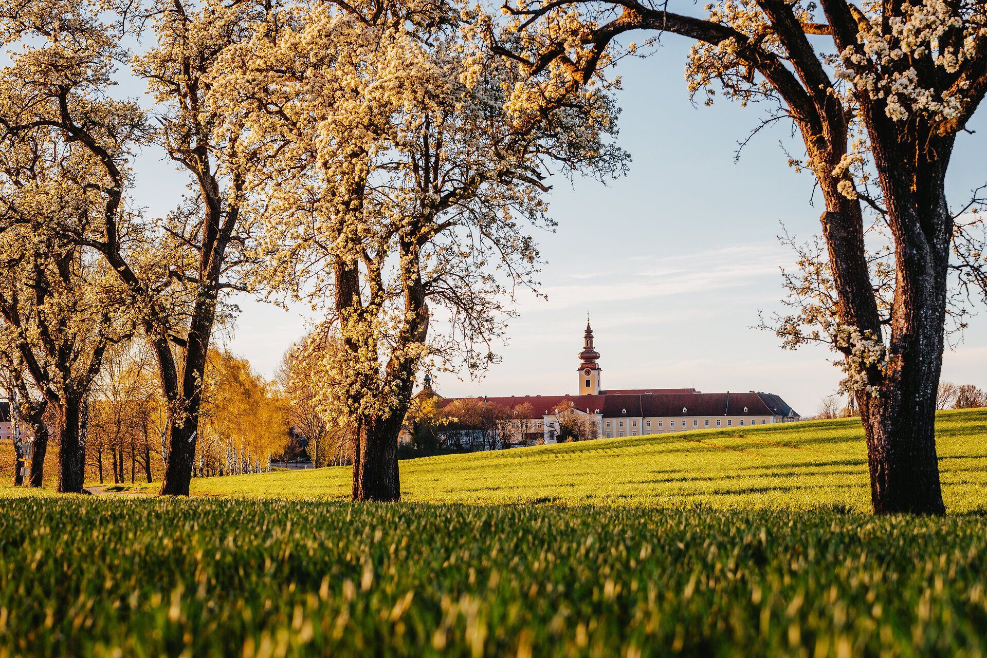 Die Birnbäume blühen in voller Pracht und verwandeln die Landschaft in ein zauberhaftes Blütenmeer. Der Frühling bringt frische Farben und einen süßen Duft, der die Luft erfüllt und die Sinne belebt. Ein perfekter Ort, um die Schönheit der Natur zu genießen und die Seele baumeln zu lassen.