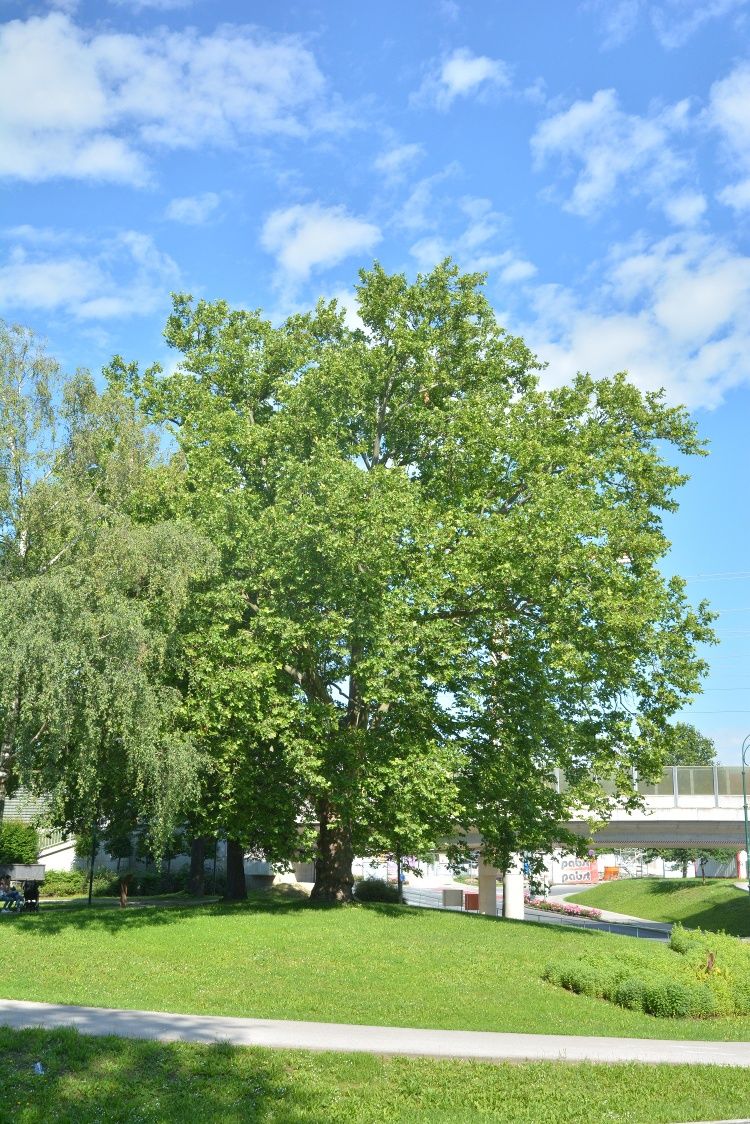 Velký strom se zelenými listy v parku pod modrou oblohou.