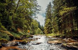 Ein sanfter Fluss schlängelt sich durch eine üppige, grüne Landschaft, umgeben von hohen, majestätischen Bäumen. Das Licht bricht durch das Blätterdach und zaubert ein Spiel aus Schatten und Licht auf den Boden. Hier, in der Stille der Natur, findet man den perfekten Ort für eine Auszeit und um die Schönheit der Umgebung zu genießen.