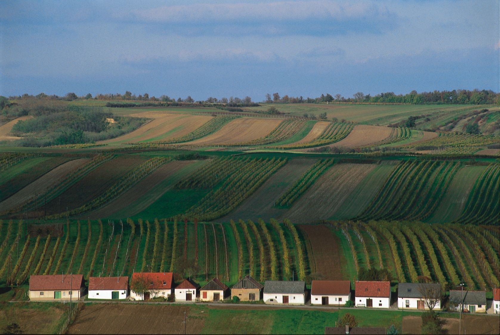 Vinice s malými domky ve sklepních uličkách, obklopené zelenými poli a kopci.