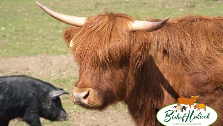 Highland beef, © Biohof Hubicek