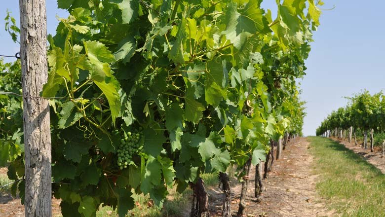 Vinice v okol&iacute; Spannbergu, &copy; Gemeinde Spannberg