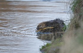 Grafenw&ouml;rther Au, &copy; josefstefan