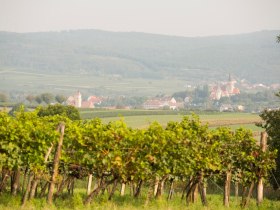 Weing&auml;rten rund um Pulkau, &copy; Astrid Bartl