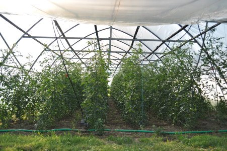 Thanksgiving crown, © Teix Stehpan