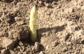 The asparagus grows, © Fam. Kleedorfer