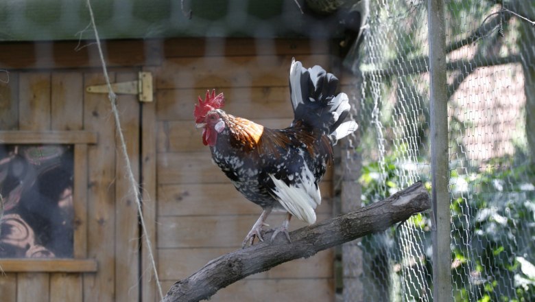 Cock, © Haselhof