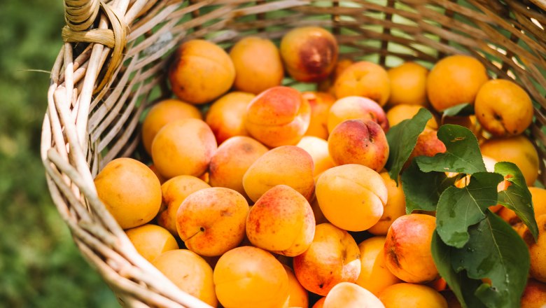 Fruity apricots from Lilli's apricot garden, © NÖW Stefan Fürtbauer