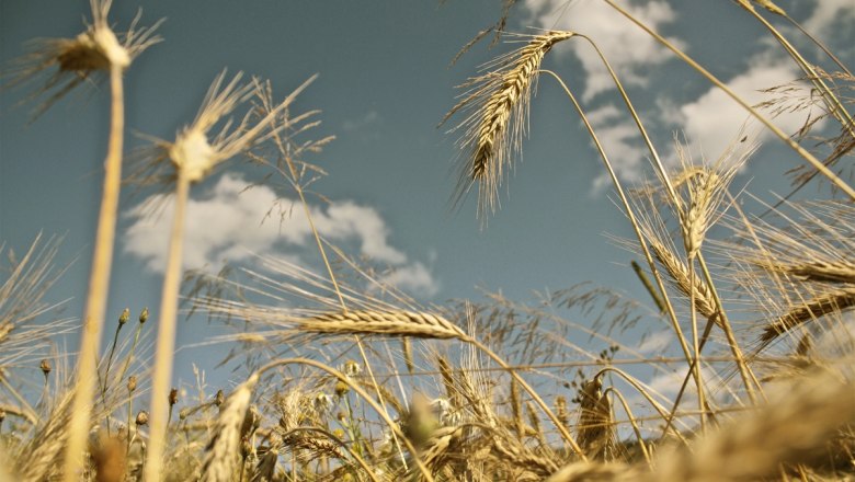 Cornfield, © Ing. Matthias Schön