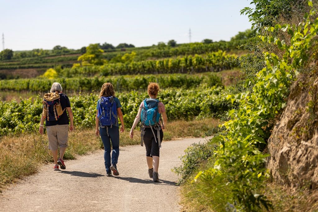 Pěší turistika po vinicích
