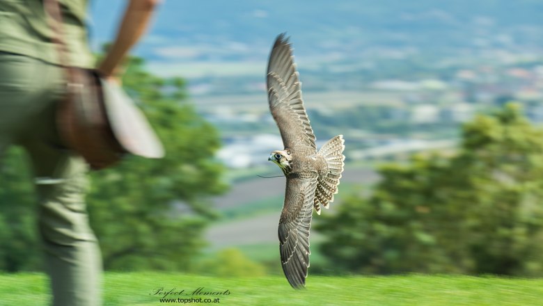 Flugvorführung, © topshot.co.at