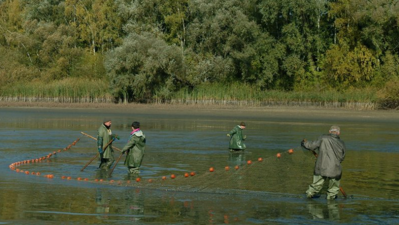 Fürstenberg fish, © Florian Kainz/Archiv Aqua