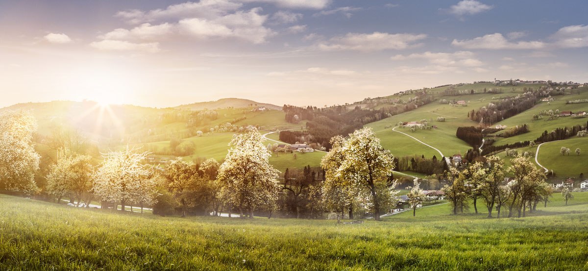 Bílé kvetoucí moře na Moststraße, © Niederösterreich-Werbung/Michael Liebert