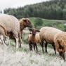 Culinary journey, sheep, Althammerhof, Semmering, Vienna Alps, © Niederösterreich Werbung/Mara Hohla Herunterladen