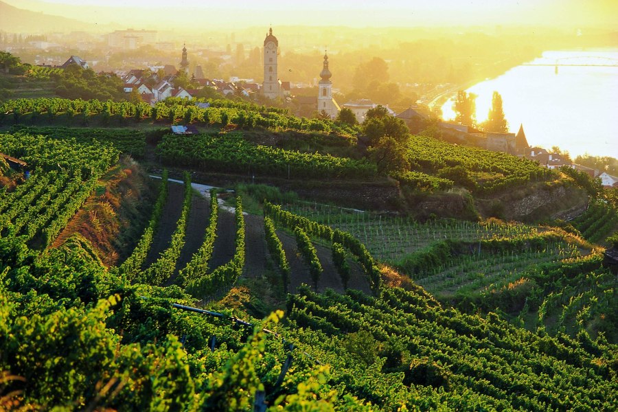 Vinařský podzim v Kremstalu, © Barbara Krobath