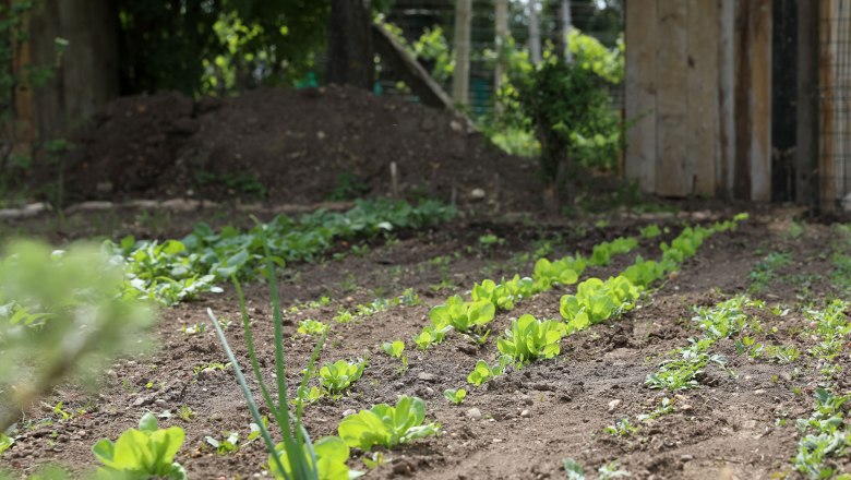 Heart store Petronell-Carnuntum, Beet, © Katharina Schiffl