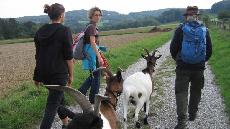 Goat hike, &copy; Die Gl&uuml;cksschmiede