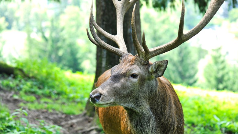 Summer in the Falkenstein Nature Park, Schwarzau im Gebirge, &copy; Naturparke Nieder&ouml;sterreich/Robert Herbst