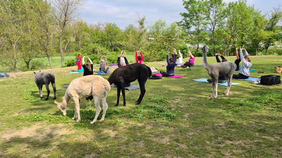 Alpaca meets yoga, © Nicole Wittmann
