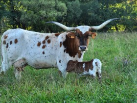 Texas Longhorn Rind, &copy; Unknown
