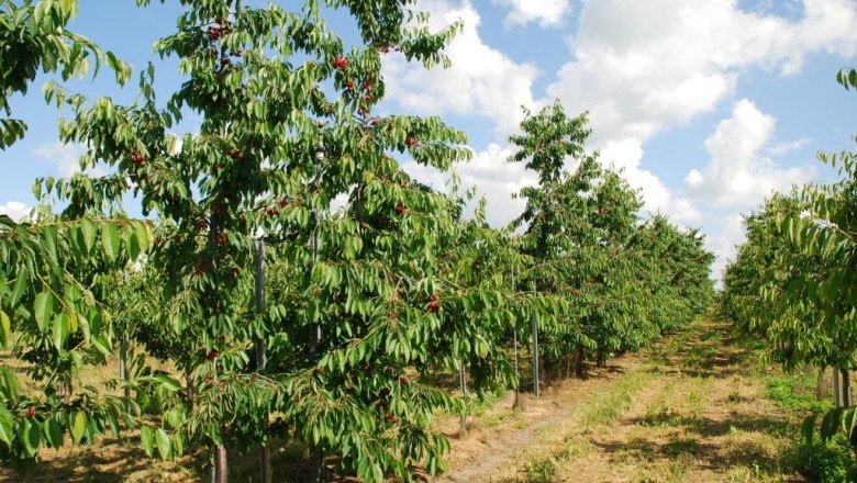 Obstbaumgarten Altenriederer, © Altenriederer