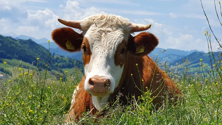 Cow - Hermione, © Melanie Schweighuber