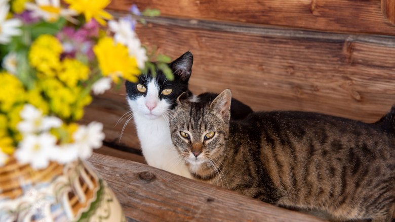 Cats, © Höbarten