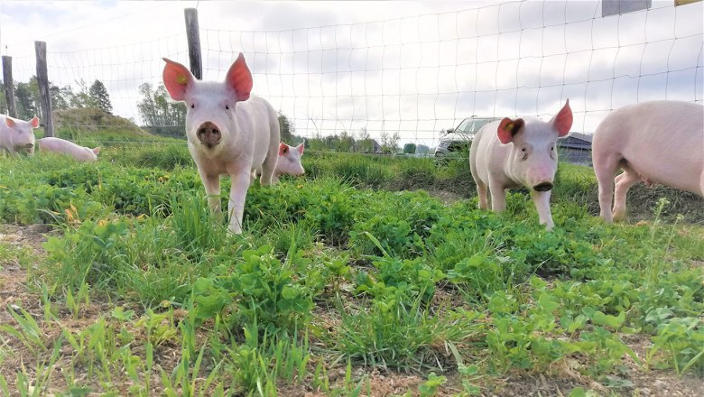Pigs at Lämmerhof Groiß, © Lämmerhof Groiß