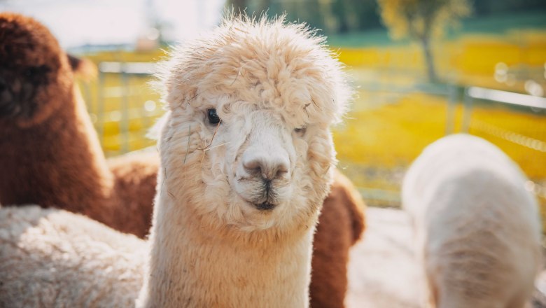 White Alapaka, © Donaublickalpakas