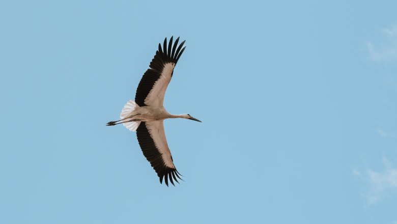Schloss Marchegg_St&ouml;rche(c)WTG_nadinechristine__ (5), &copy; Weinviertel Tourismus / Nadine Christine
