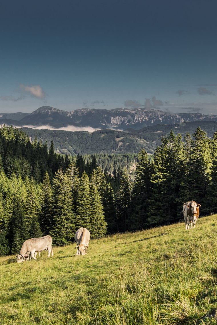 Na svěžích alpských loukách se pasou krávy., © Niederösterreich Werbung/Robert Herbst