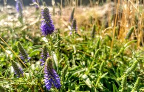 Wild herb safari, © W.I.I.TT