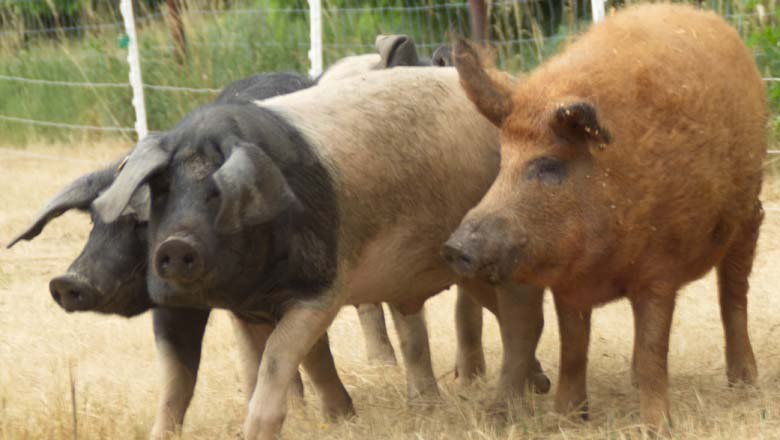 Pig pasture, © Biohof Hubicek