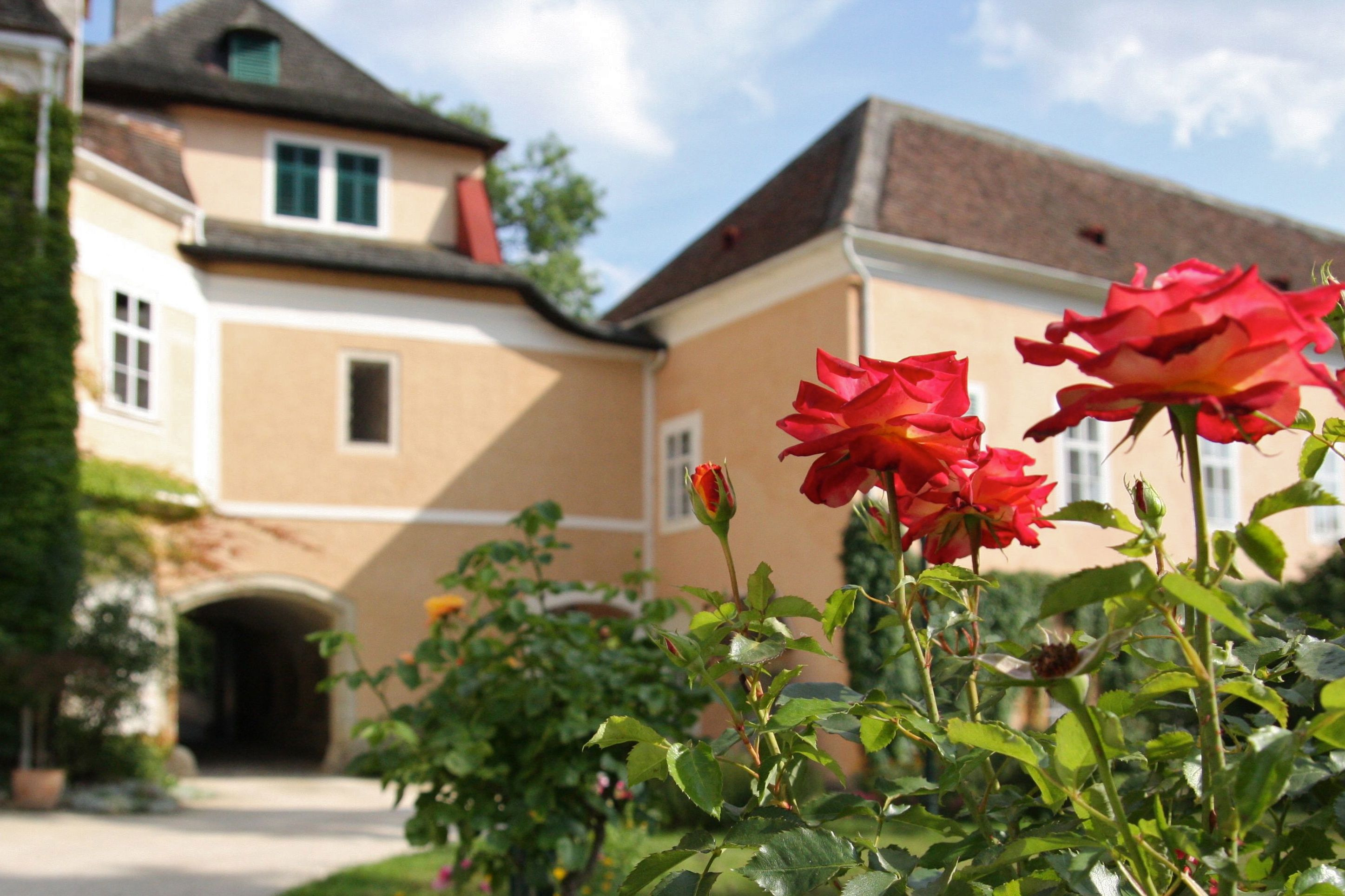 Detailní záběr na červené růže před žlutou zámeckou budovou se střechou a okny.