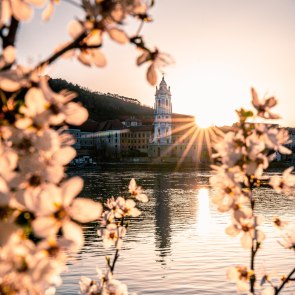 Květ meruněk ve Wachau., © Niederösterreich Werbung/Christian Majcen