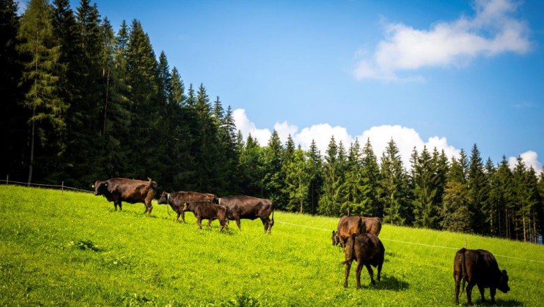 Organic Wagyuhof Reingrub, © Theo Kust