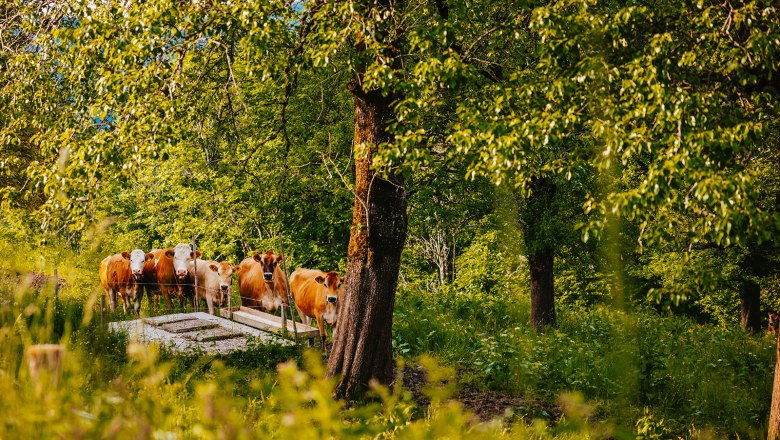 Nestelberg 17 (c)Marlene Schindlegger (43), © Sabine Wieser