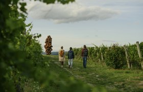 WeinWeg Langenlois, © Niederösterreich Werbung/Julius Hirtzberger