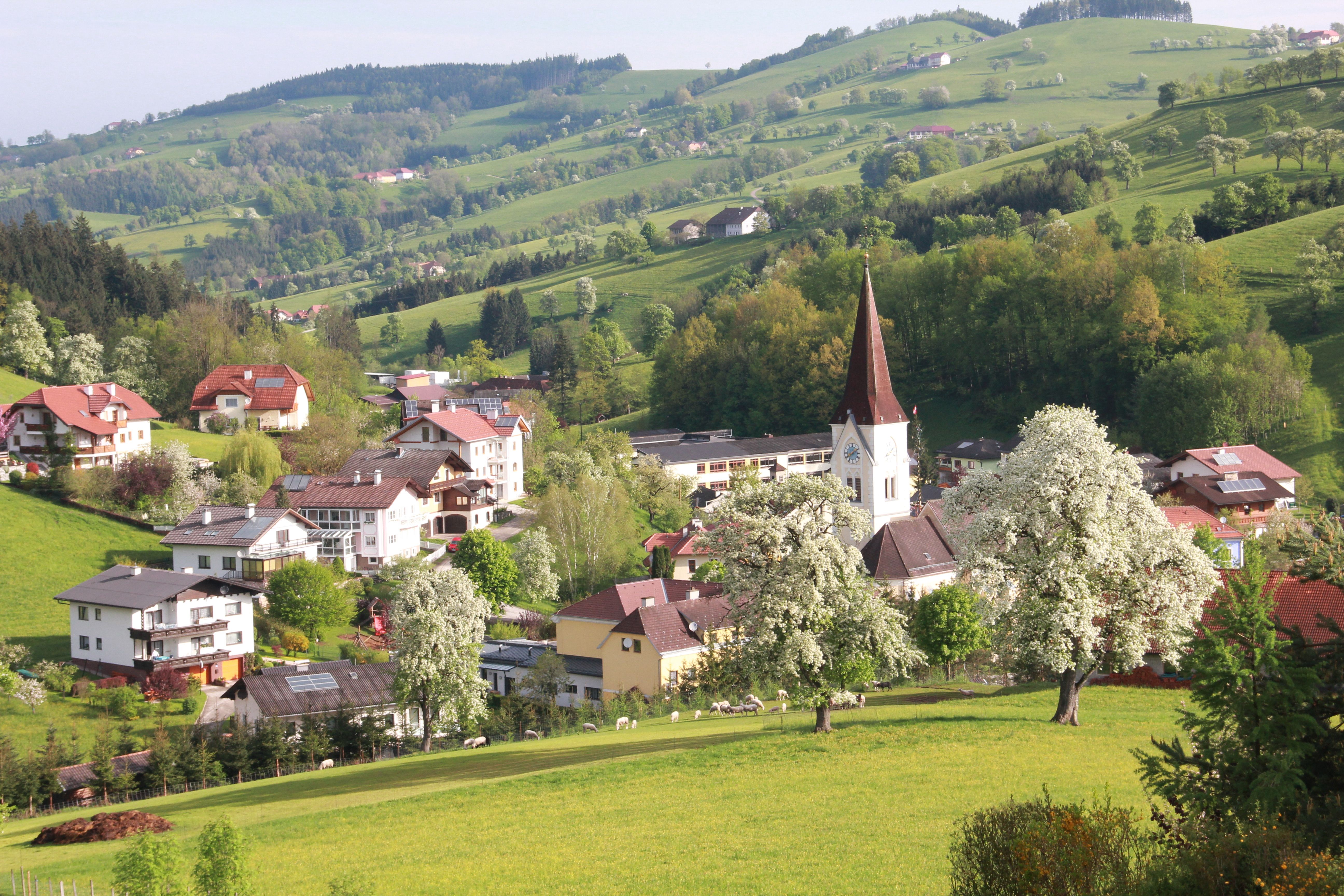 Venkovská krajina s kostelem a kvetoucími stromy.