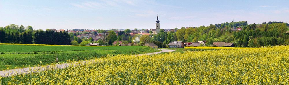 Krajina se žlutým řepkovým polem, vesnicí v pozadí a kostelní věží.