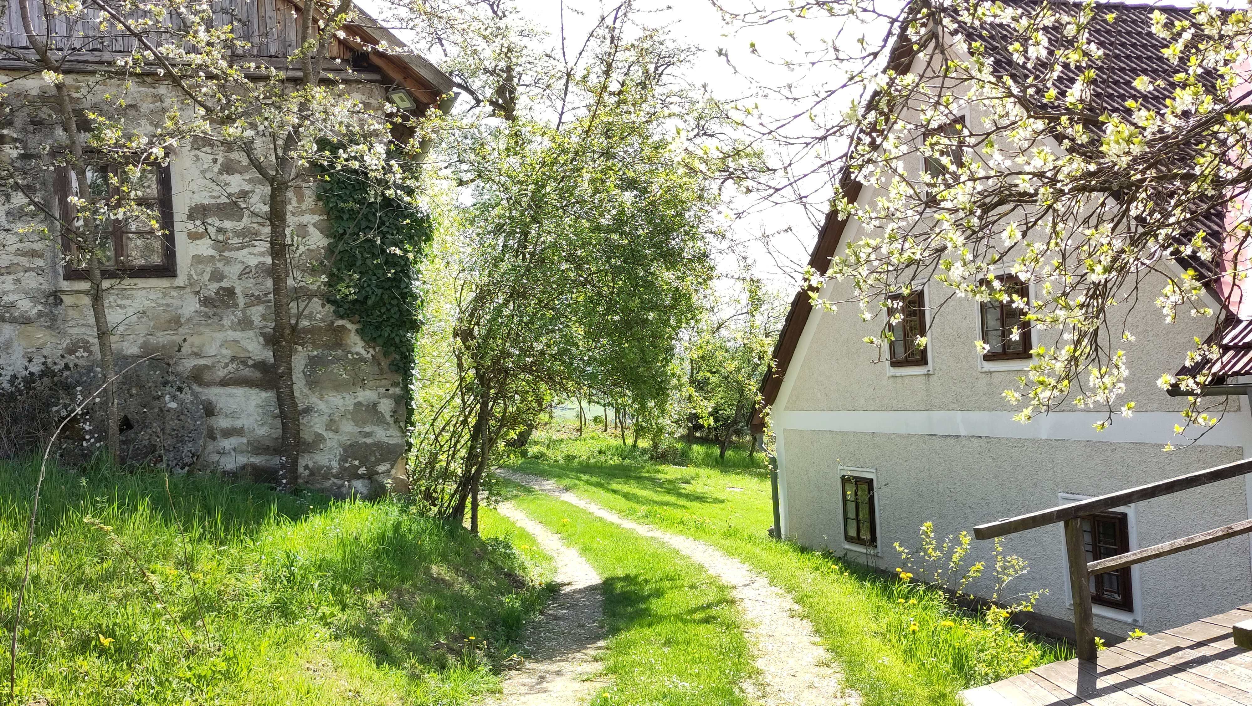 Venkovská cesta mezi dvěma domy, obklopená kvetoucími stromy a zelenou trávou.