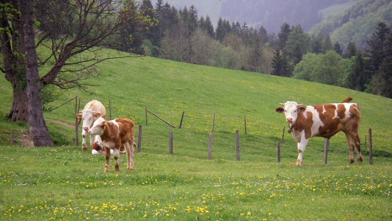 Krávy se pasou na pastvinách, © zVg. Bio-Bauernhof Höbarten