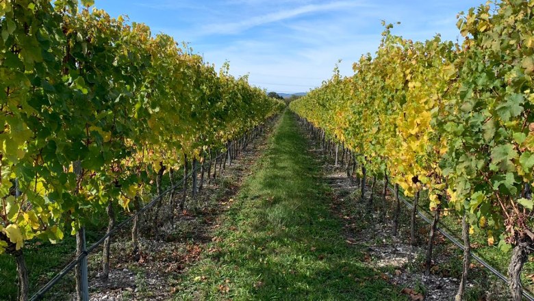 Wine from our own vineyards, © Heuriger Dreimäderlshaus_2022