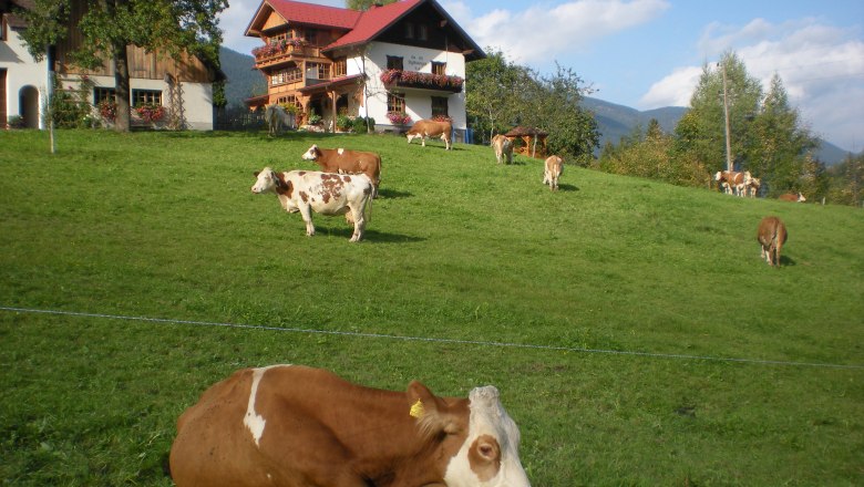 Krávy ze Salchecku při lenošení na louce, © Ferienhof Salcheck